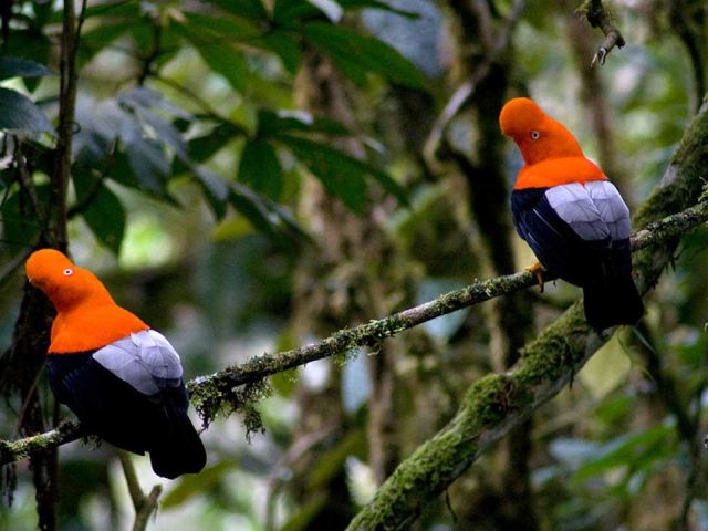 Sexual Selection, Sex Allocation, and Reproductive Strategies